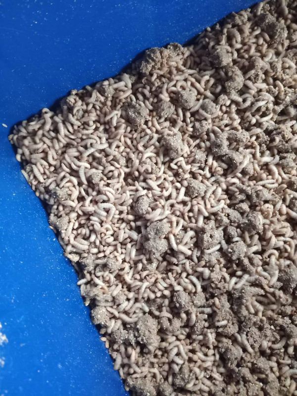 BSF larvae on a rearing tray