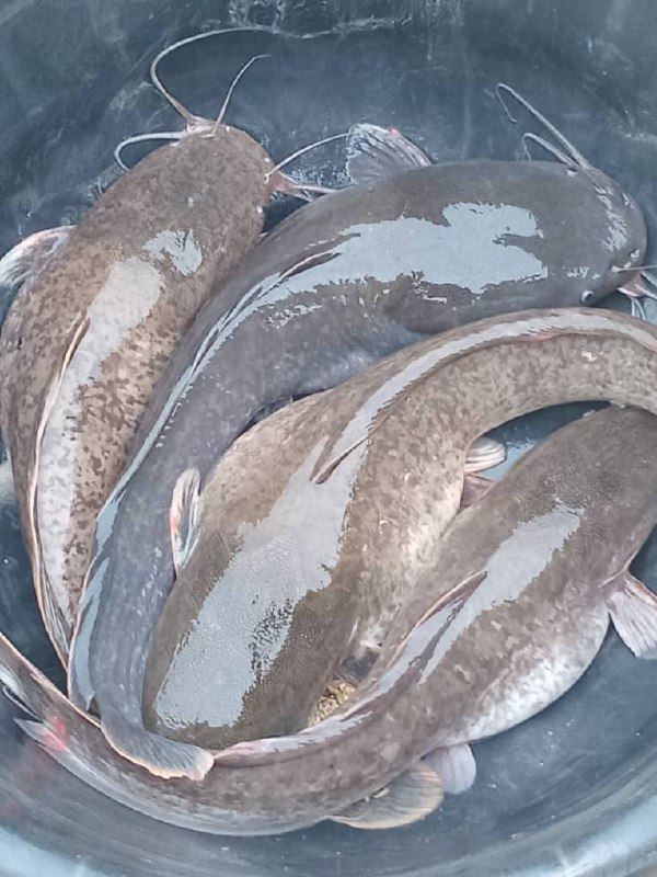 Catfish at harvest
