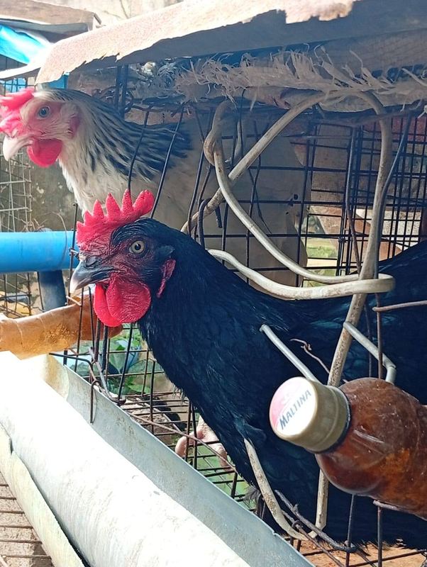 Hen at the cage feeder